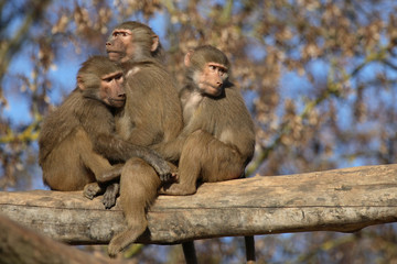 Mantelpavian / Hamadryas Baboon / Papio hamadryas.