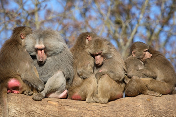 Mantelpavian / Hamadryas Baboon / Papio hamadryas.