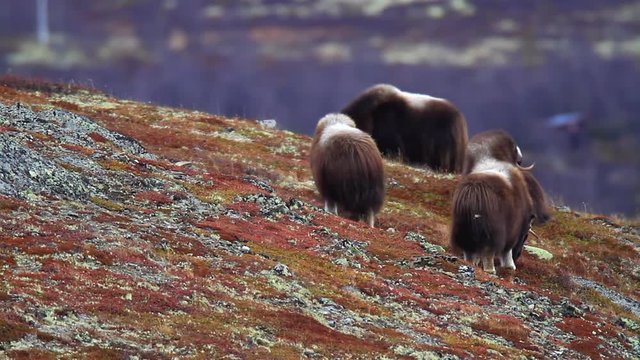 Landscape with Musk Ox in Dovrefjell - Norway