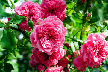Bright pink rose flowers on green Bush.