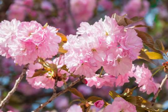 Flowering Kwanzan Cherry tree in springtime.