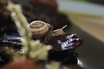 snail on a leaf
