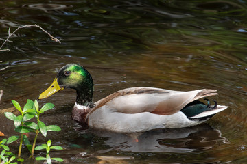 Mallard duck swims in clear pond water.