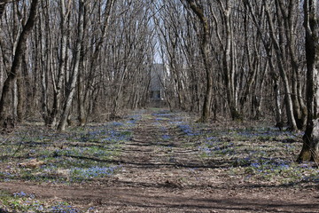 path in the forest