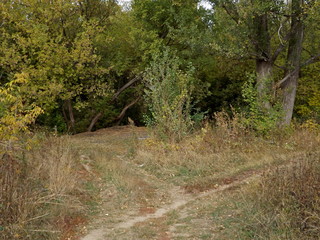 road in forest