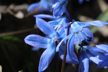 blue flower