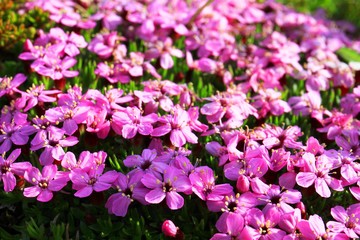 Moss Campion, Iceland