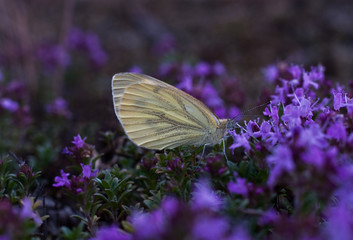 Butterfly drinks nectar from a flower