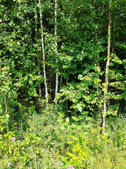Young deciduous forest.
