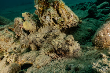 Coral reefs and water plants in the Red Sea, Eilat Israel