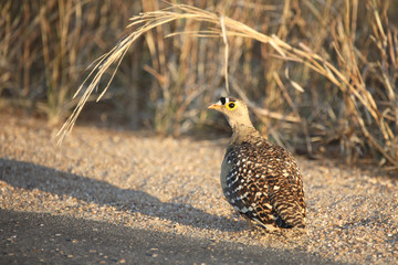 Nachtflughuhn / Double-banded sandgrouse / Pterocles bicinctus