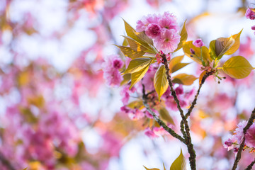Nahaufnahme von hellrosa Kirschblüten im sonnigen Frühling