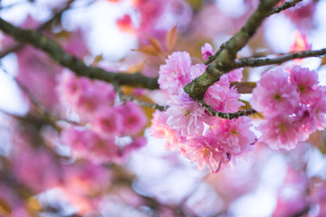Nahaufnahme von hellrosa Kirschblüten im sonnigen Frühling