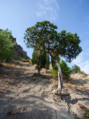 Fototapeta na wymiar Tree growing on the mountainside