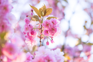 Nahaufnahme von hellrosa Kirschblüten im sonnigen Frühling
