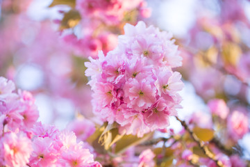 Nahaufnahme von hellrosa Kirschblüten im sonnigen Frühling
