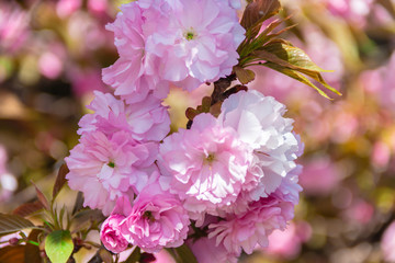 Flowering Kwanzan Cherry tree in springtime.