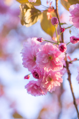 Nahaufnahme von hellrosa Kirschbl&uuml;ten im sonnigen Fr&uuml;hling