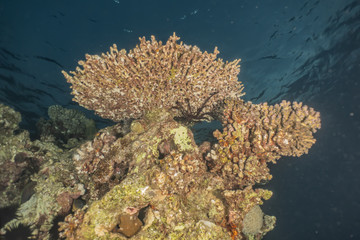 Coral reefs and water plants in the Red Sea, Eilat Israel