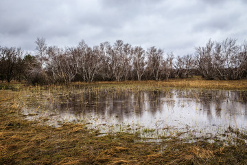 birch groves and marshes. Russian landscape