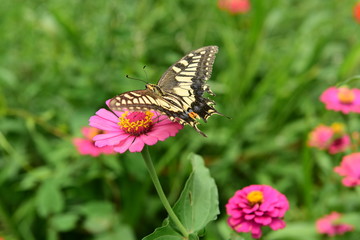 Chinese Tibet Gesang flower