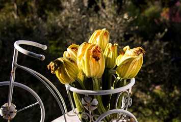 von der sonne beschienene zucchini mit blüten im garten