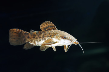 Megalechis thoracata catfish 