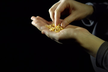 Handful of yellow split peas in hand against a black background.