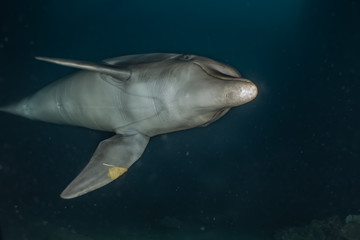 Dolphin swimming with divers in the Red Sea, Eilat Israel