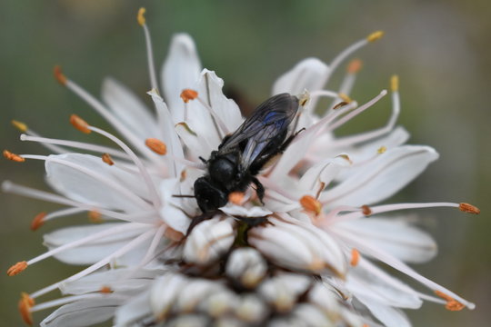 Flor y mosca