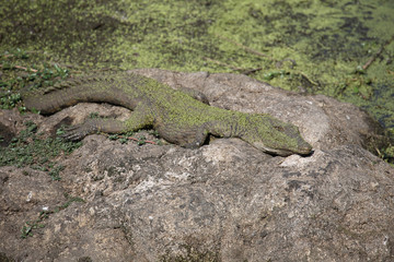 Nilkrokodil / Nile Crocodile / Crocodylus Niloticus