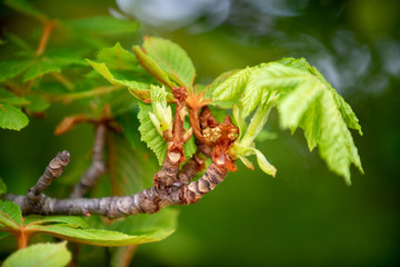 Chestnut tree in spring: lush foliage