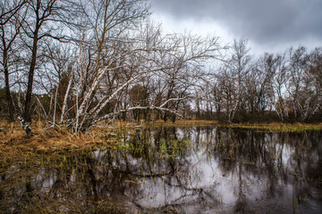 birch groves and marshes. Russian landscape