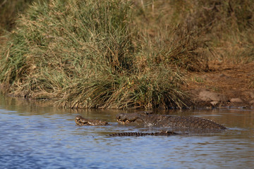Nilkrokodil / Nile Crocodile / Crocodylus Niloticus