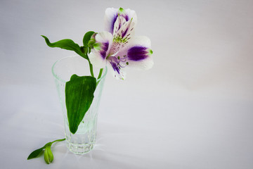 Alstroemeria flower in a vase