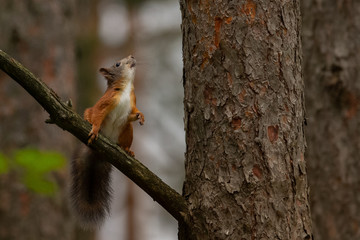 Common red squirrel ready for jump up