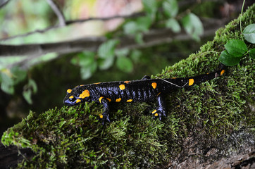 Close up of a Fire Salamander stepping on pebbles, after rain. Black Amphibian with orange spots the most common species of salamanders. Macro from the side.
