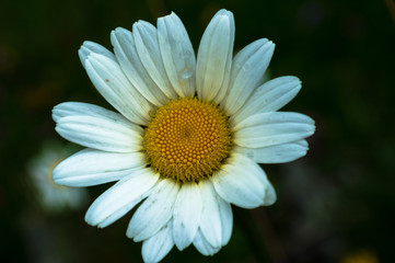 Fototapeta premium daisy