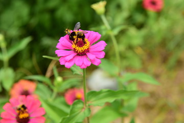 Chinese Tibet Gesang flower