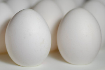  chicken eggs standing on the top of the mountain from other eggs with a backlight