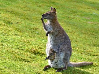 Red-necked wallaby or wallaby of Bennett (Macropus rufogriseus) wits its joey in the pocket