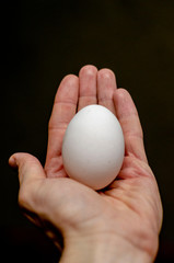 Fototapeta na wymiar chicken egg with a shell that is visible in the human hand