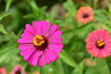 Obraz premium Chinese Tibet Gesang flower