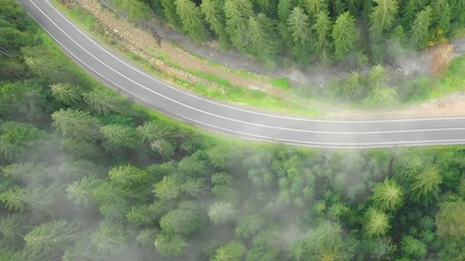 Drone view of section of evergreen, rainforest in Carpathian Mountains