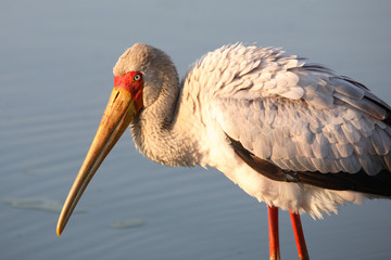 Nimmersatt / Yellow-billed stork / Mycteria ibis