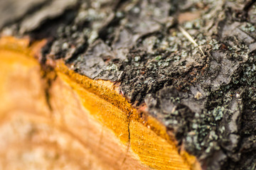 Inner bark and dried pieces of wood