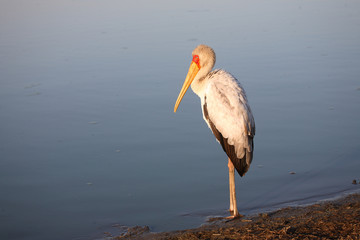 Nimmersatt / Yellow-billed stork / Mycteria ibis
