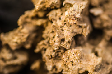 Inner bark and dried pieces of wood
