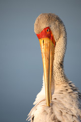 Nimmersatt / Yellow-billed stork / Mycteria ibis