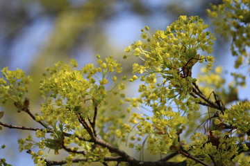 baumblüte